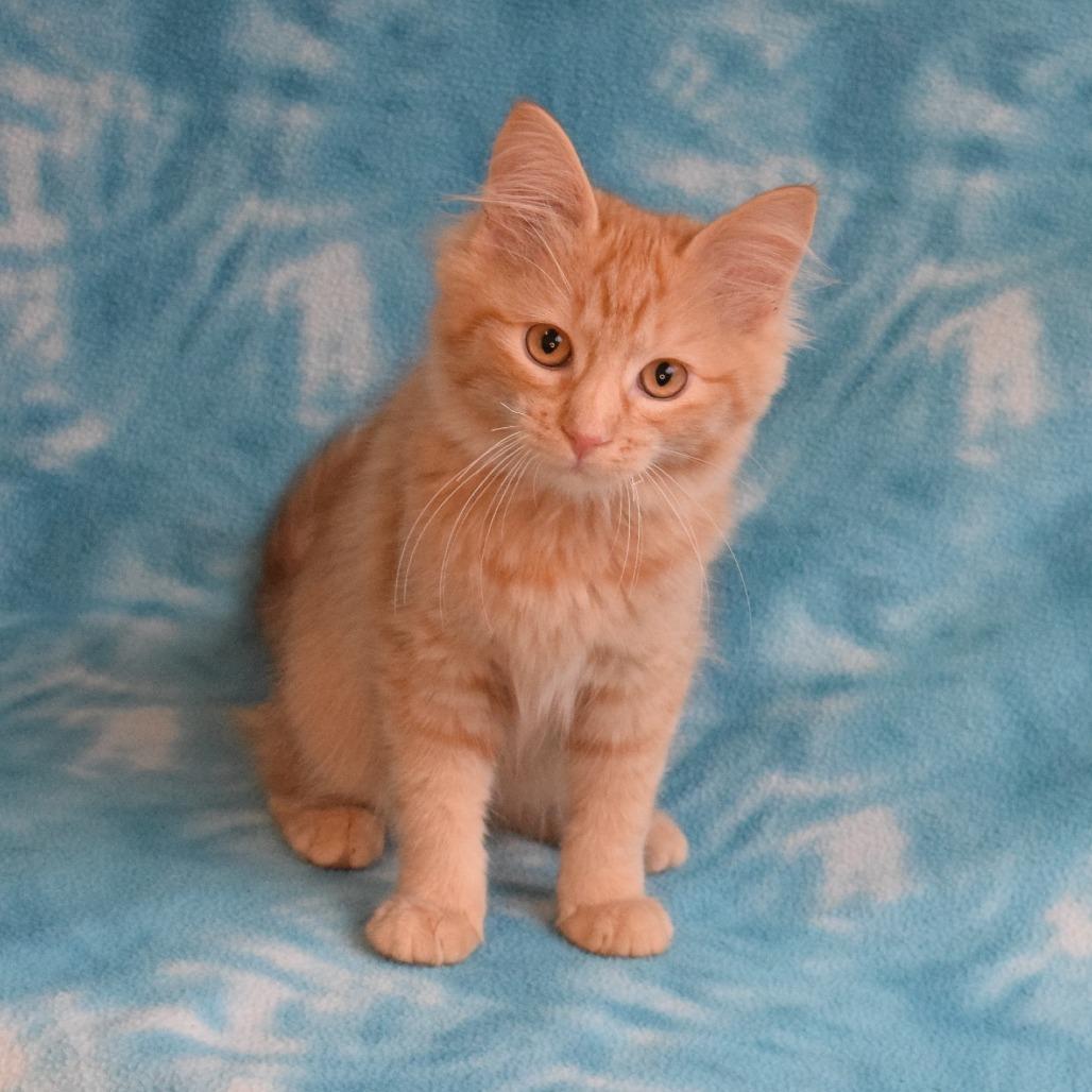 Enlarge Linny, a Adoptable Domestic Short Hair in Eureka, CA image 1/5