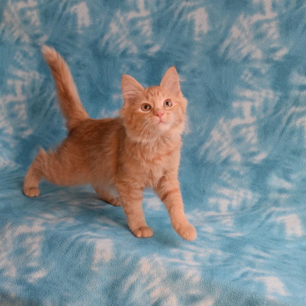 Enlarge Linny, a Adoptable Domestic Short Hair in Eureka, CA image 2/5