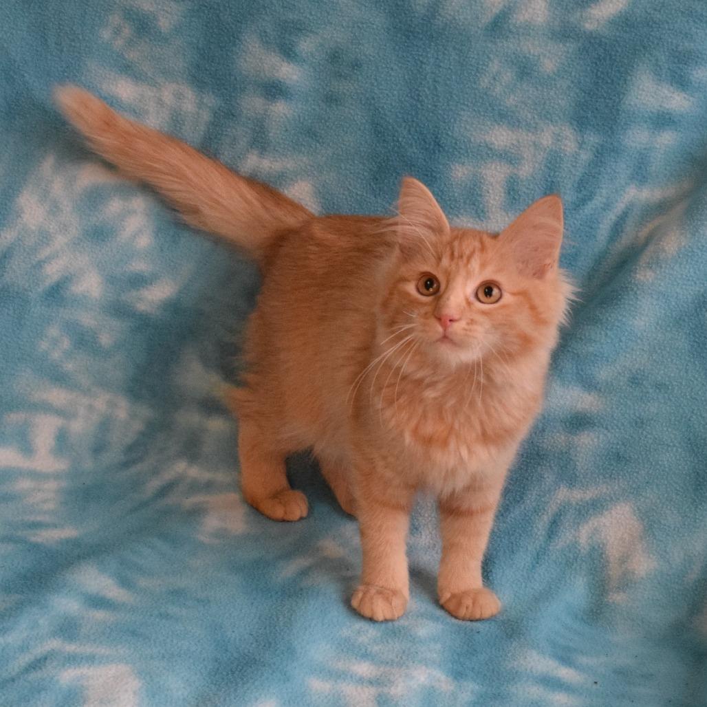 Enlarge Linny, a Adoptable Domestic Short Hair in Eureka, CA image 3/5