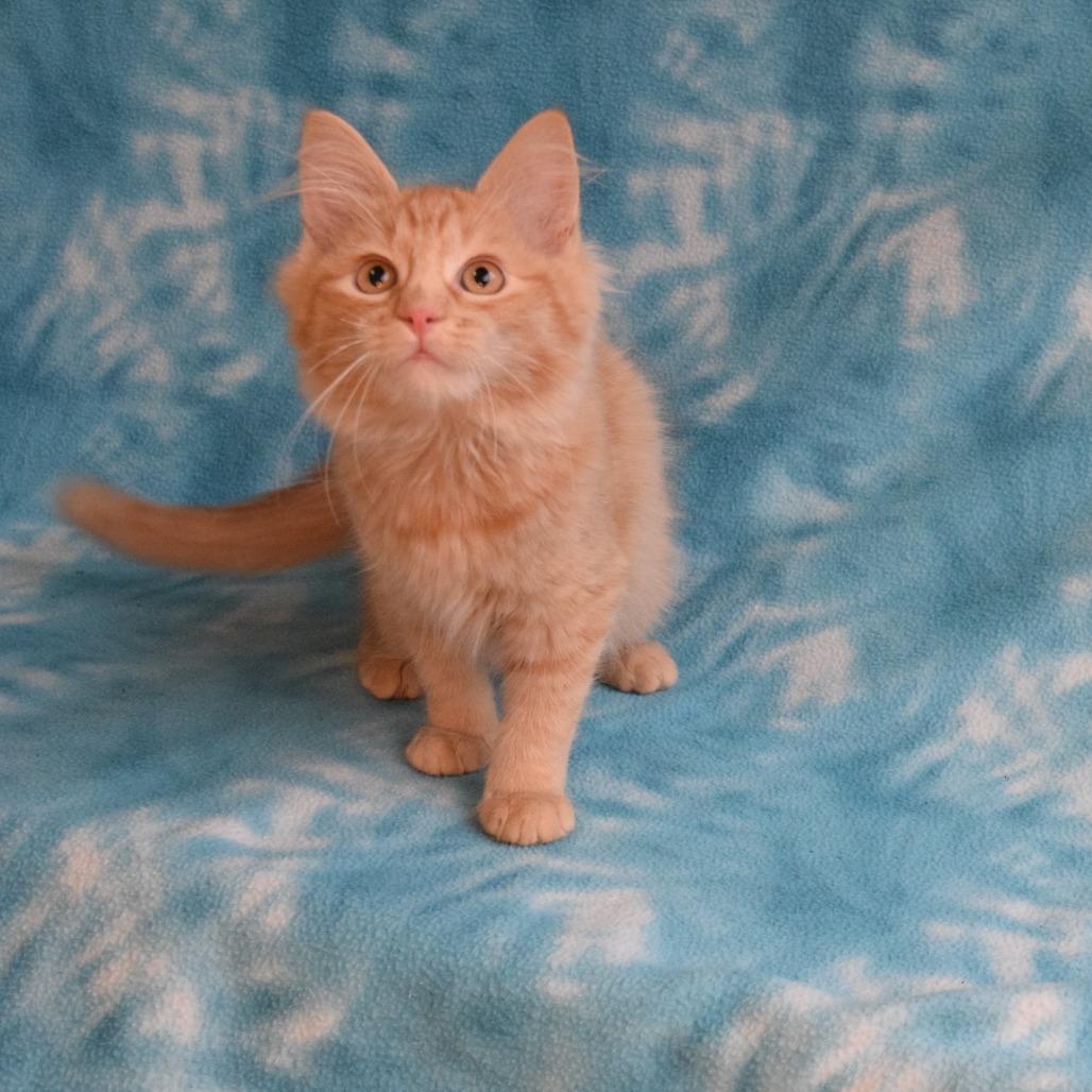 Enlarge Linny, a Adoptable Domestic Short Hair in Eureka, CA image 4/5