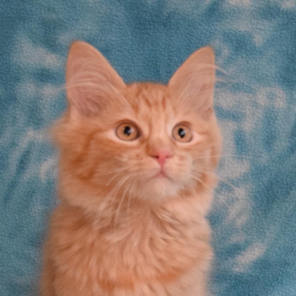 Enlarge Linny, a Adoptable Domestic Short Hair in Eureka, CA image 5/5