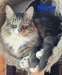 Bugsy, adopted, Young Male Tabby.
