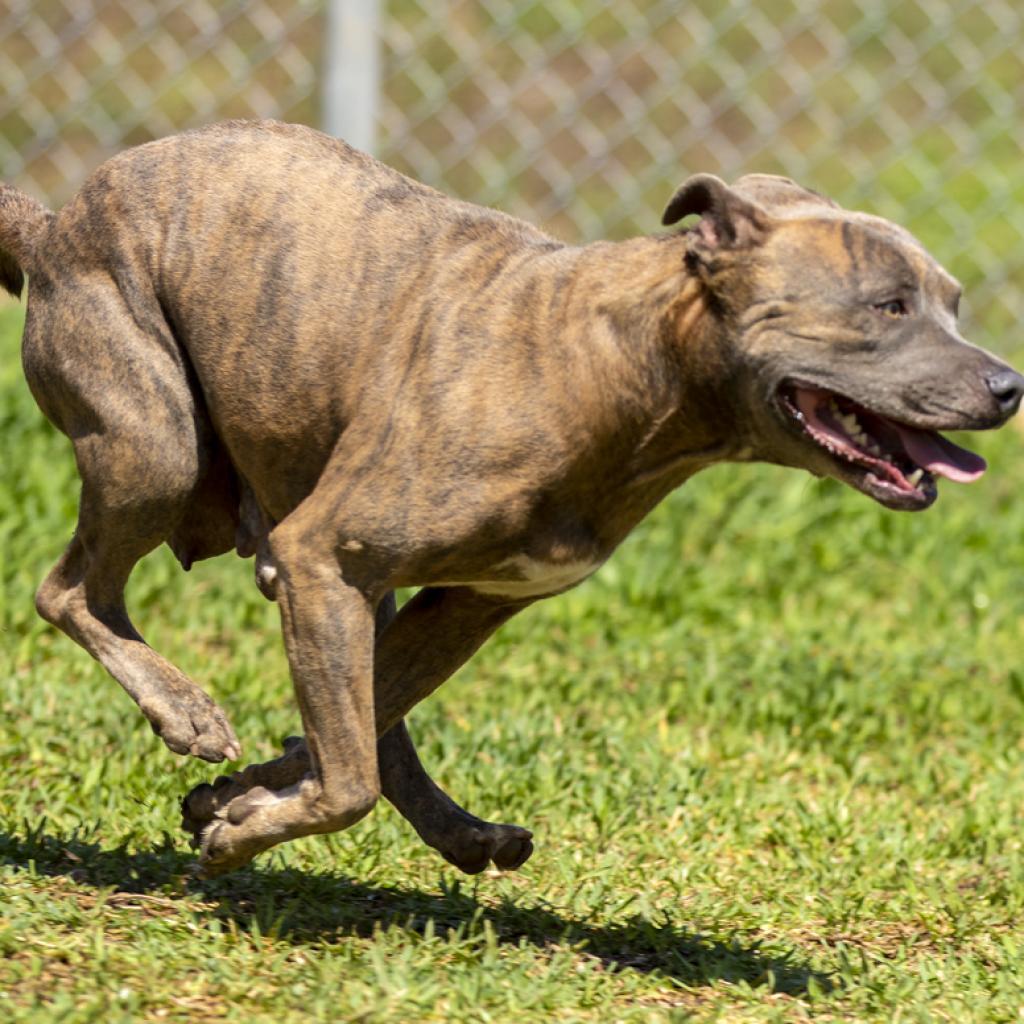 Enlarge Reba, a Adoptable Pit Bull Terrier in Dickinson, TX image 2/6