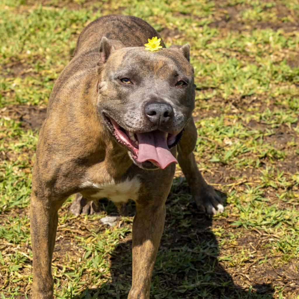 Enlarge Reba, a Adoptable Pit Bull Terrier in Dickinson, TX image 4/6