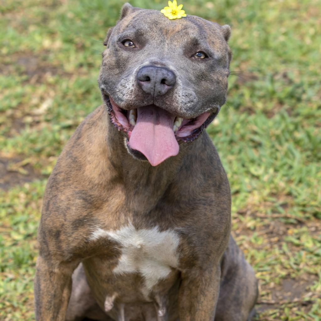 Enlarge Reba, a Adoptable Pit Bull Terrier in Dickinson, TX image 5/6