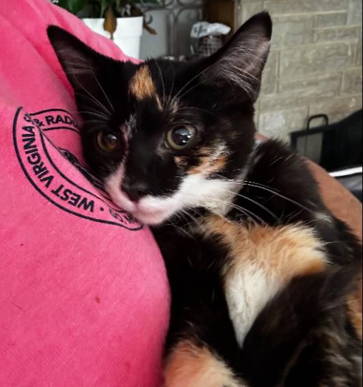 TURTLE, Adopted, Young Female Domestic Short Hair.