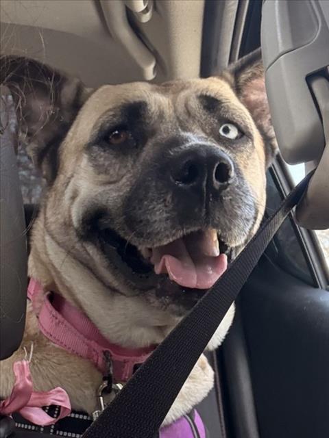 Enlarge SAKURA, a Adoptable mixed breed in Derwood, MD image 1/1