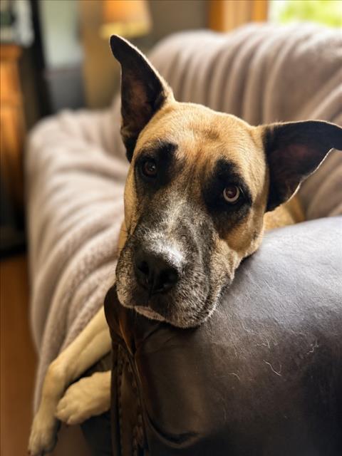 SAKURA, Adoptable, Adult Female German Shepherd Dog & Siberian Husky.