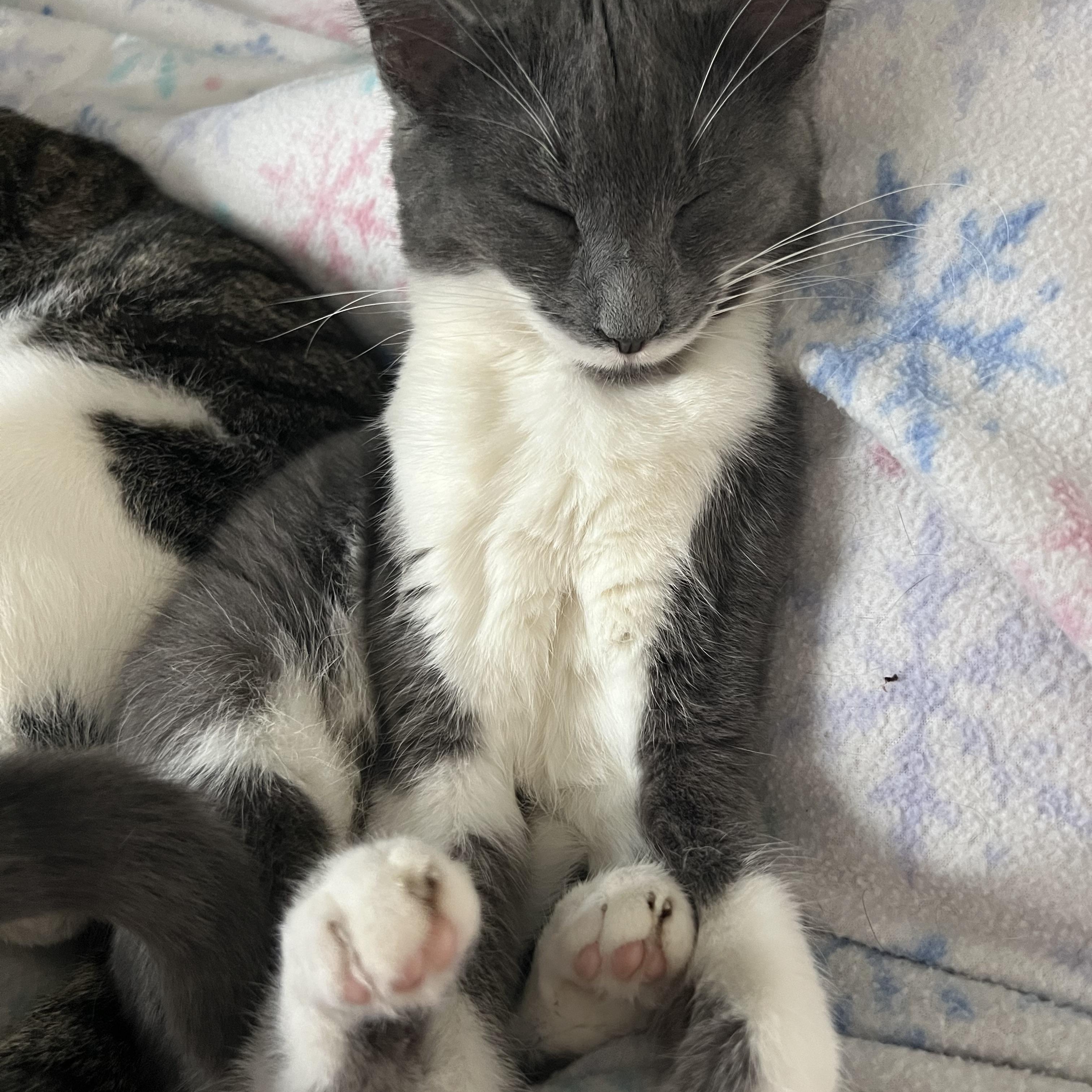 Lilith, Adoptable, Kitten Female Domestic Short Hair.