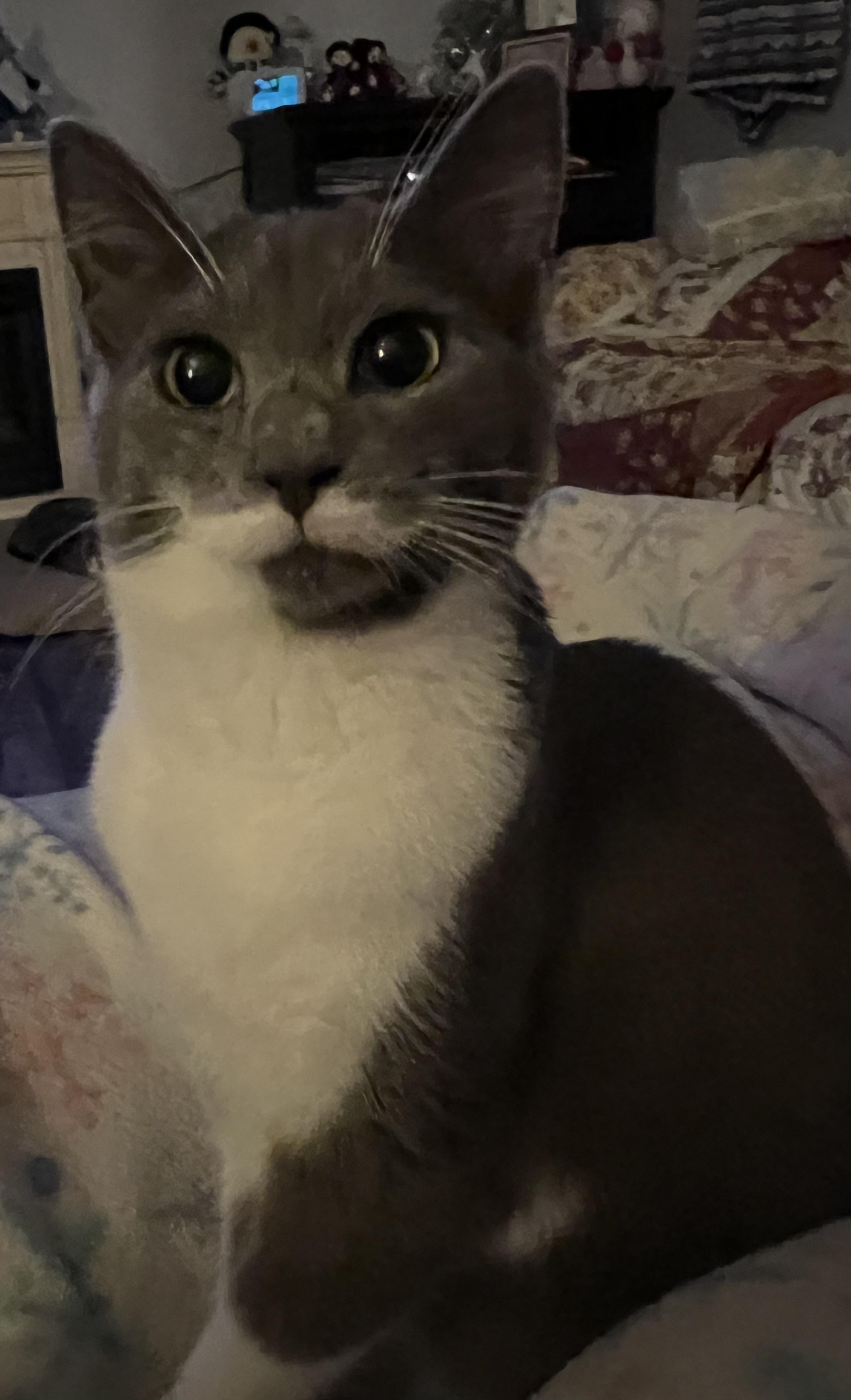 Enlarge Lilith, a Adoptable Domestic Short Hair in Campbellsville, KY image 3/5