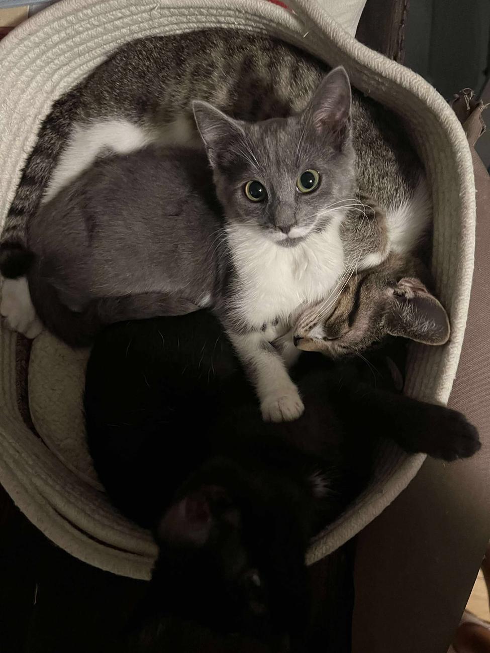 Enlarge Lilith, a Adoptable Domestic Short Hair in Campbellsville, KY image 5/5