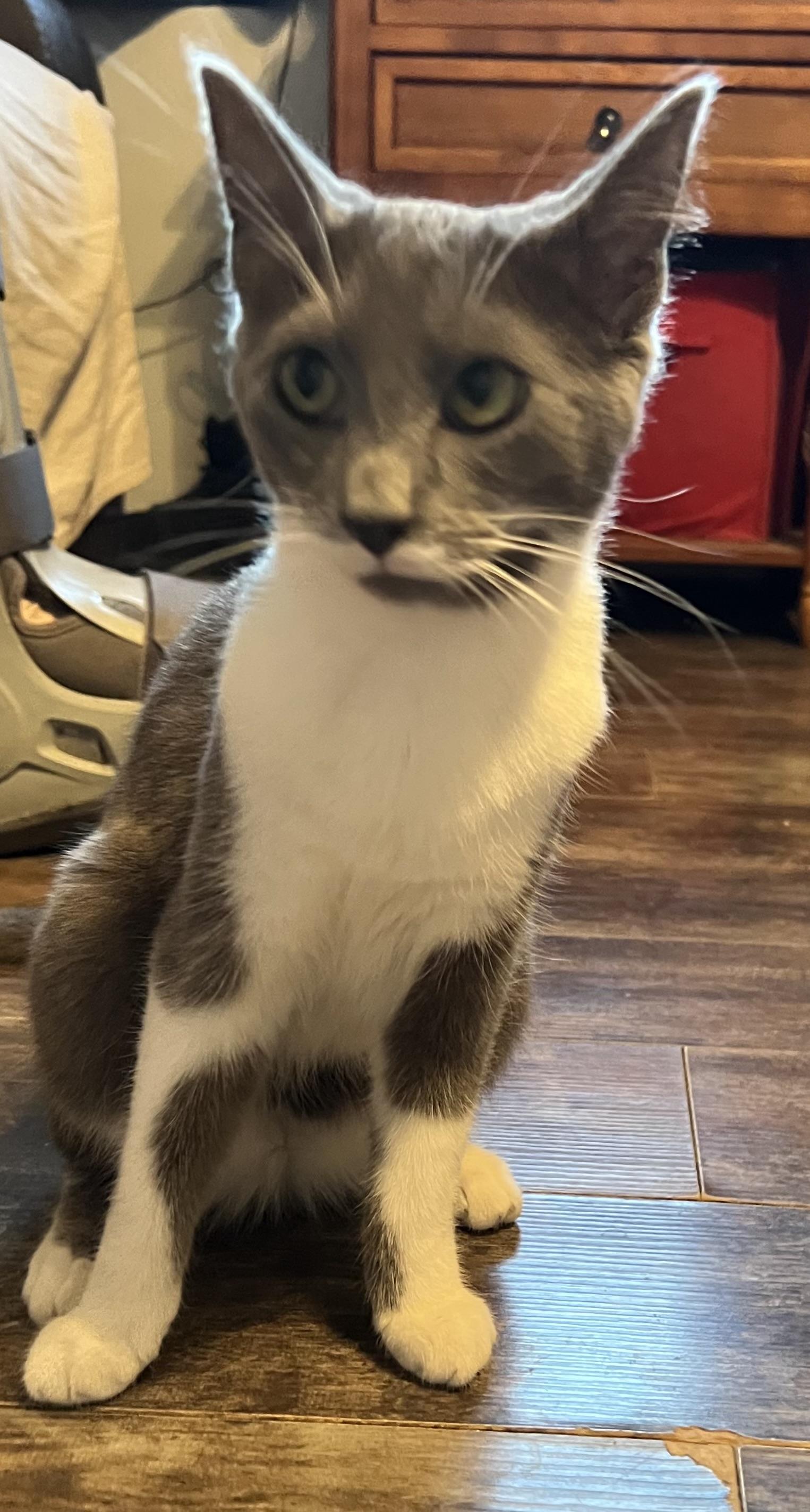 Enlarge Lilith, a Adoptable Domestic Short Hair in Campbellsville, KY image 2/5