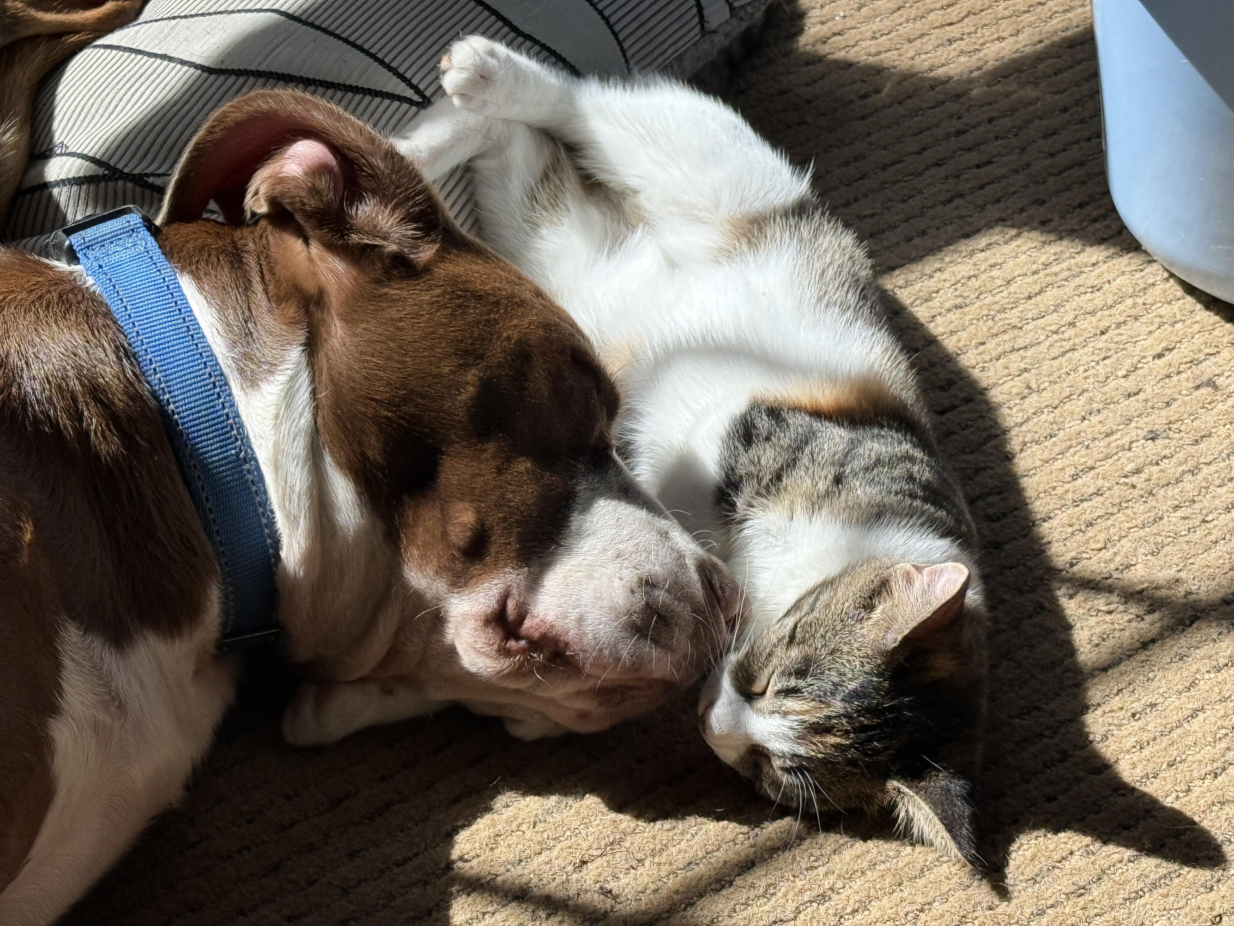 Enlarge Dunston (cat/dog friendly), a Adoptable mixed breed in Bedminster, NJ image 3/6