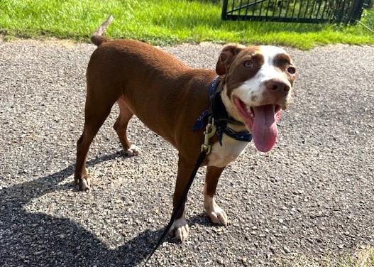 Enlarge Dunston (cat/dog friendly), a Adoptable mixed breed in Bedminster, NJ image 4/6