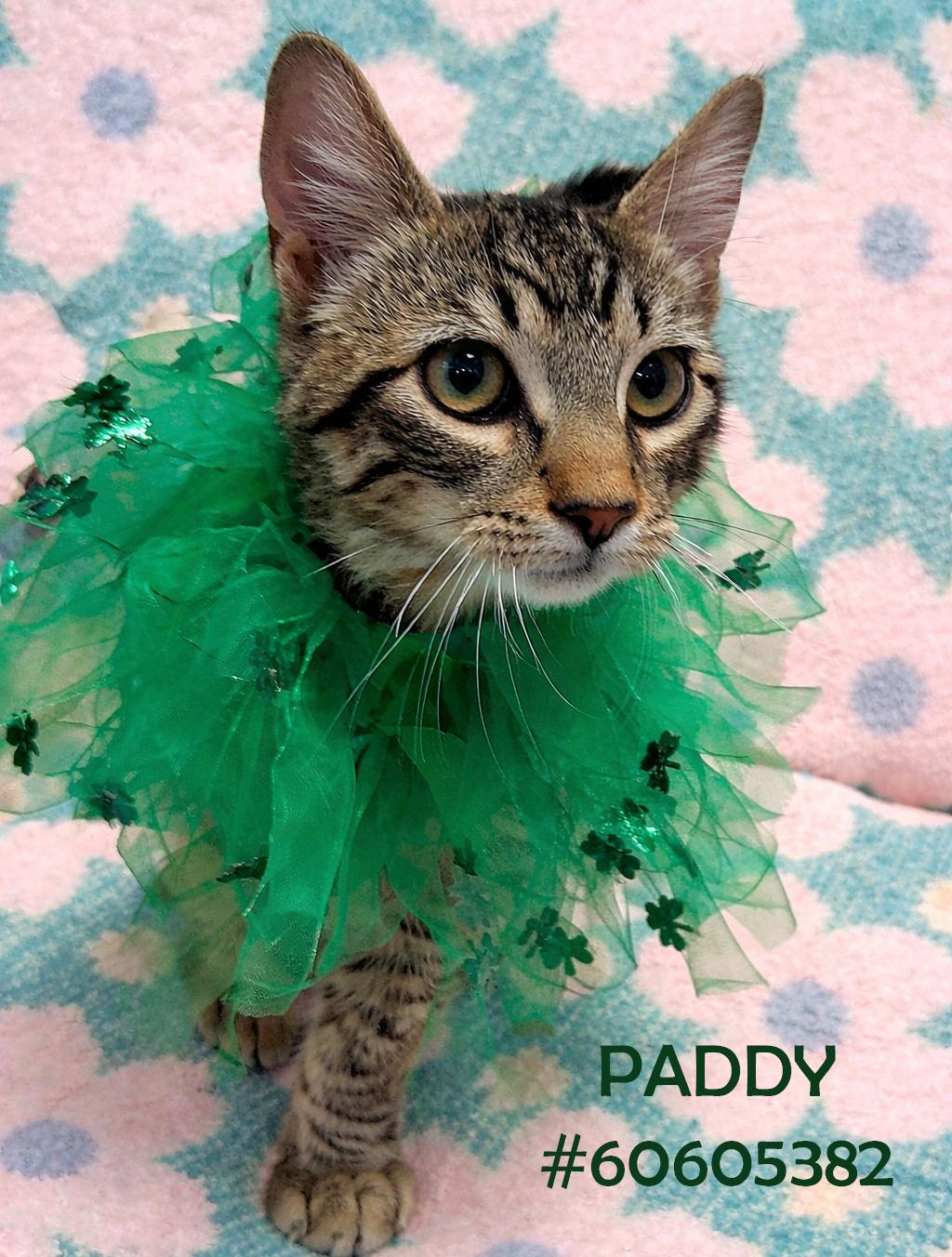 Enlarge Paddy , an adopted Tabby in Wilkes Barre, PA image 1/1