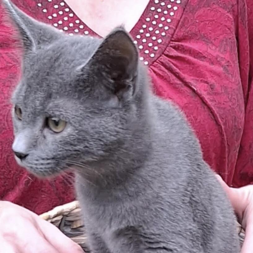 *Courtesy Listing - Rascal, Adoptable, Young Male Domestic Short Hair.