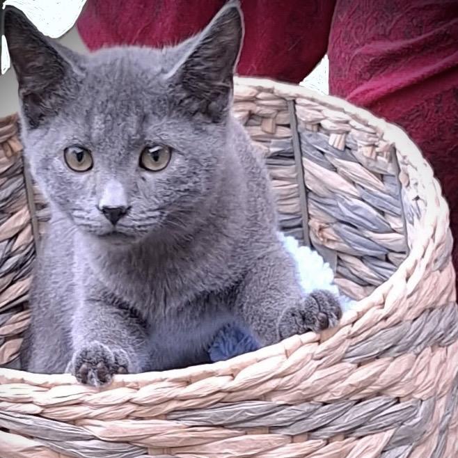 Enlarge *Courtesy Listing - Rascal, a Adoptable Domestic Short Hair in Tuscaloosa, AL image 2/2