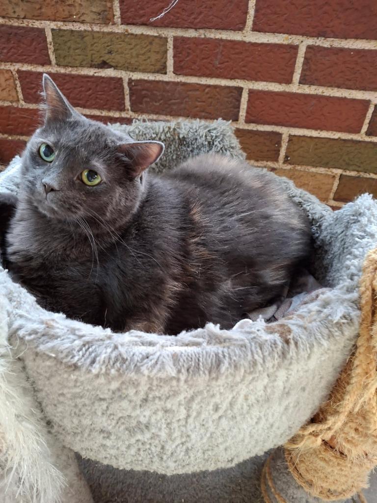 Enlarge Sabra, a Adoptable mixed breed in Ballwin, MO image 1/1