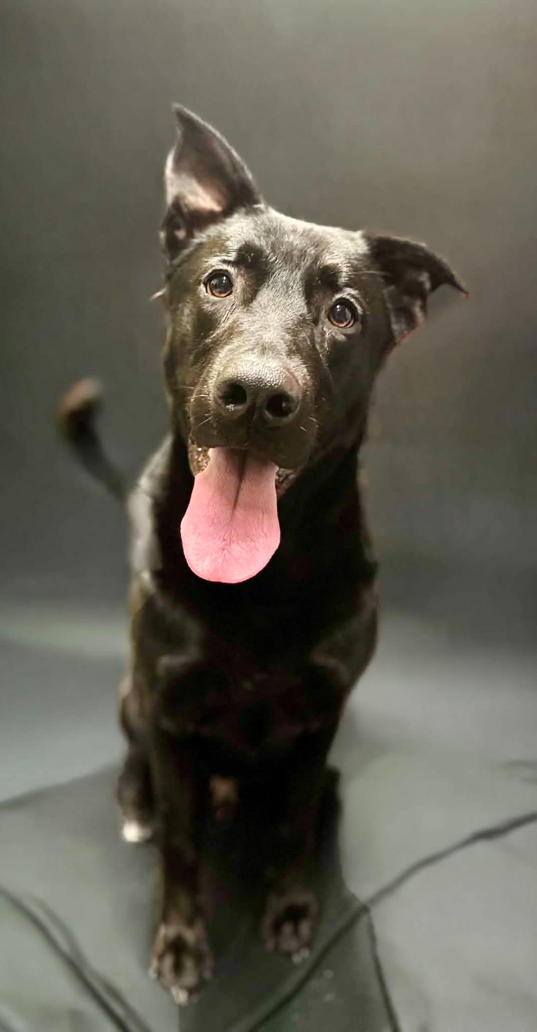 pez, Adoptable, Adult Male Labrador Retriever & German Shepherd Dog.