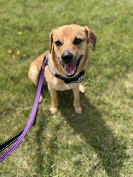 Enlarge Sweet Pea (Male), a ADOPTABLE mixed breed in Elgin, IL image 1/4