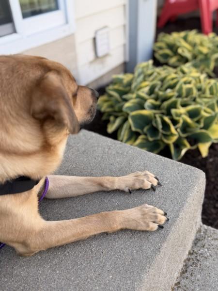 Enlarge Sweet Pea (Male), a ADOPTABLE mixed breed in Elgin, IL image 2/4