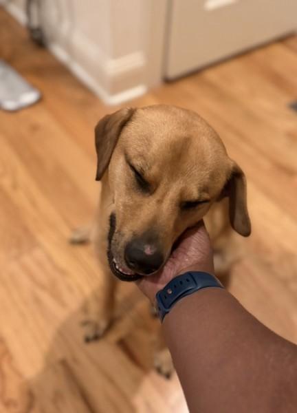 Enlarge Sweet Pea (Male), a ADOPTABLE mixed breed in Elgin, IL image 3/4