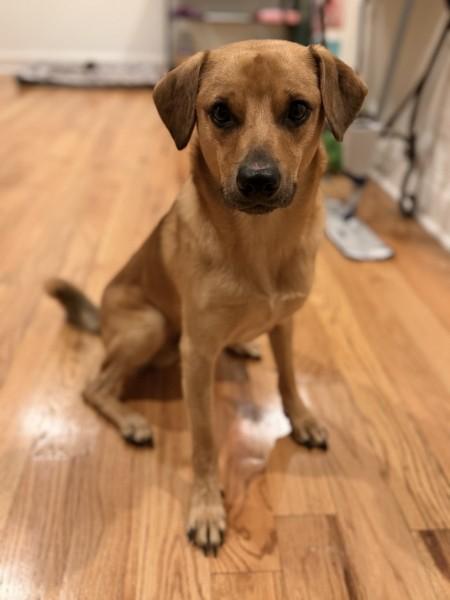 Enlarge Sweet Pea (Male), a ADOPTABLE mixed breed in Elgin, IL image 4/4