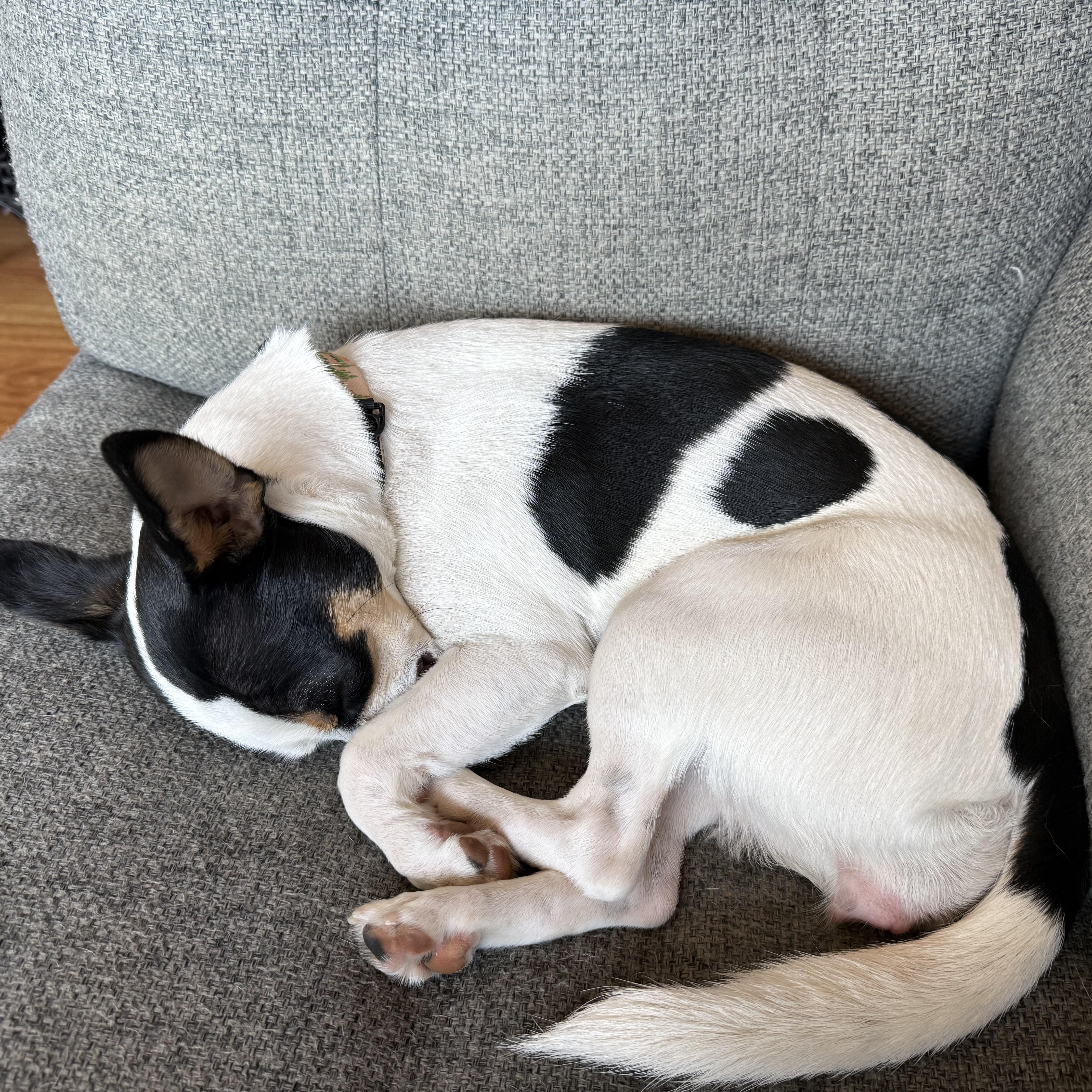 Enlarge Piper (Courtesy Post), a Adoptable mixed breed in Redwood City, CA image 2/4