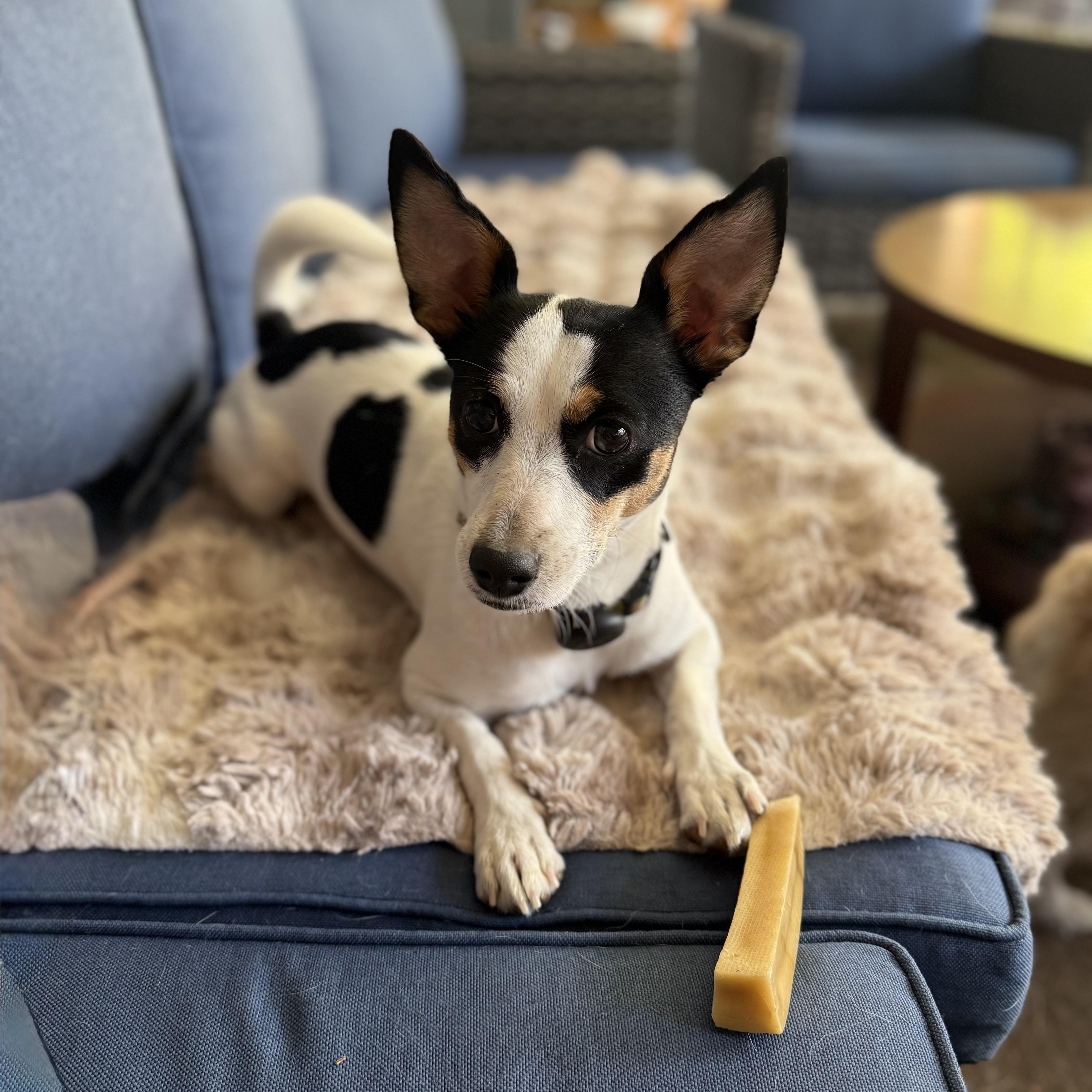 Piper (Courtesy Post), Adoptable, Young Female Rat Terrier.