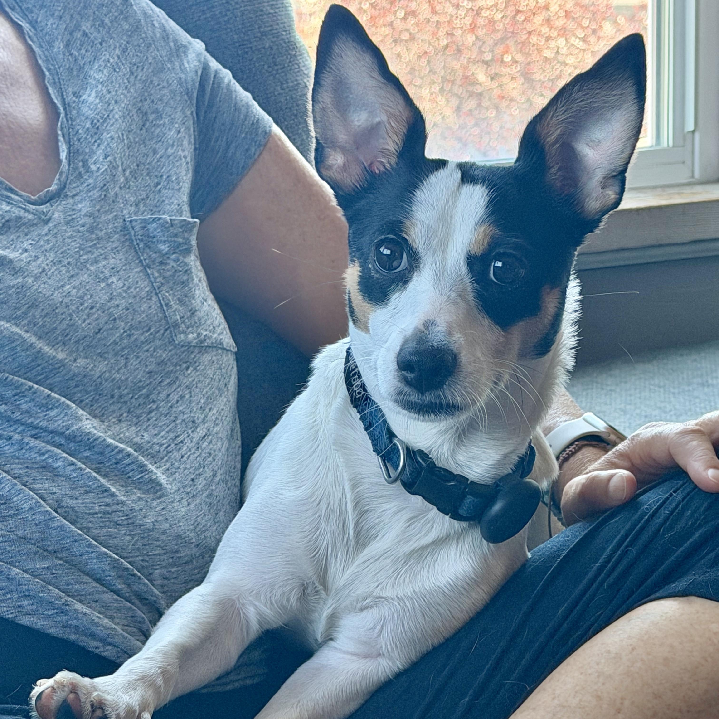 Enlarge Piper (Courtesy Post), a Adoptable mixed breed in Redwood City, CA image 4/4