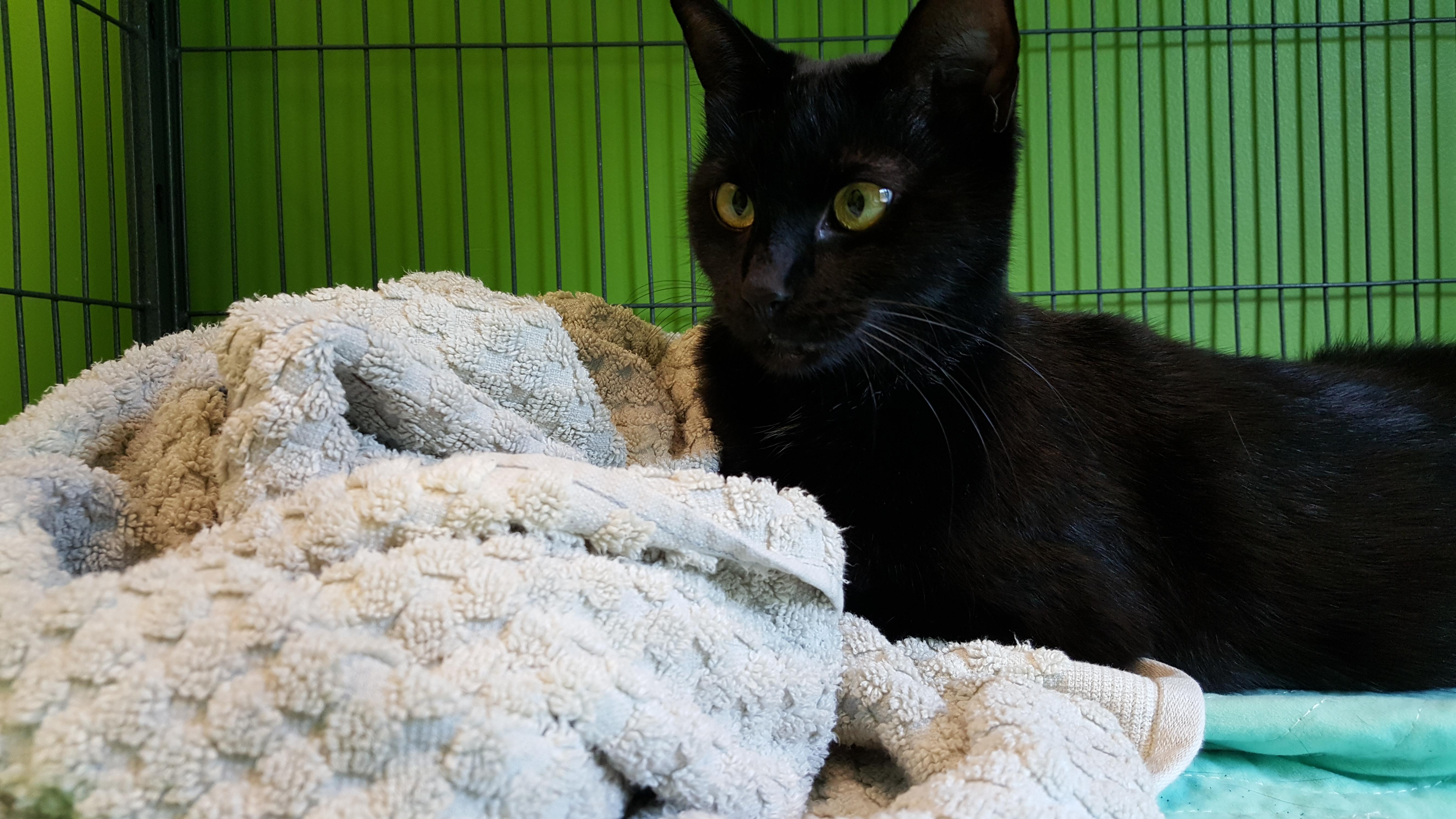 Lizzie, a Adoptable Domestic Short Hair in Barnwell, SC image 1/8