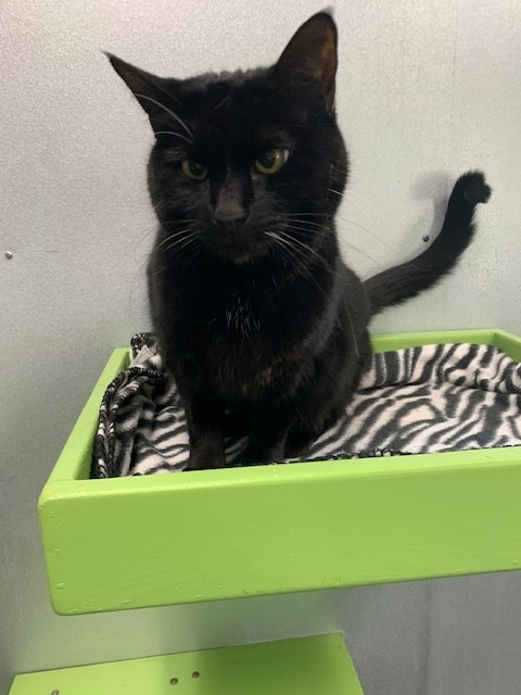 Lizzie, a Adoptable Domestic Short Hair in Barnwell, SC image 2/8