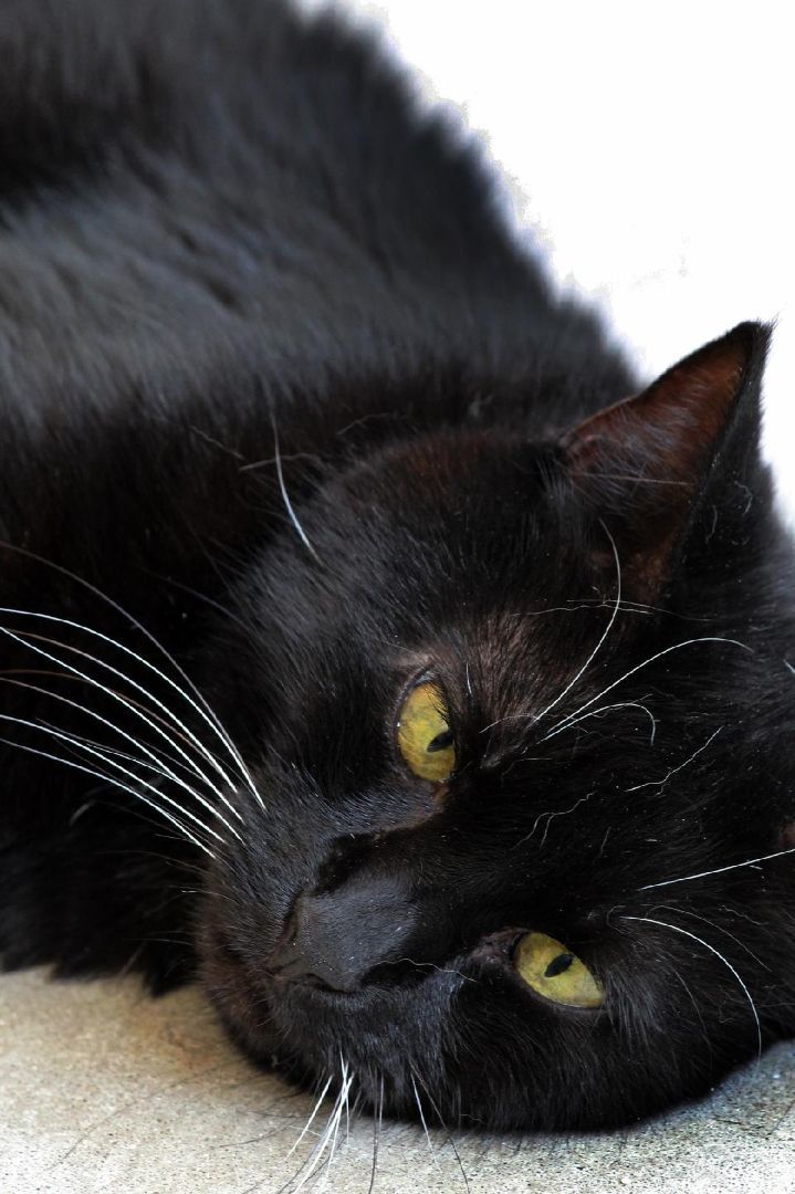 Lizzie, a Adoptable Domestic Short Hair in Barnwell, SC image 3/8