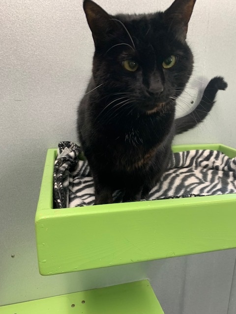 Lizzie, a Adoptable Domestic Short Hair in Barnwell, SC image 4/8