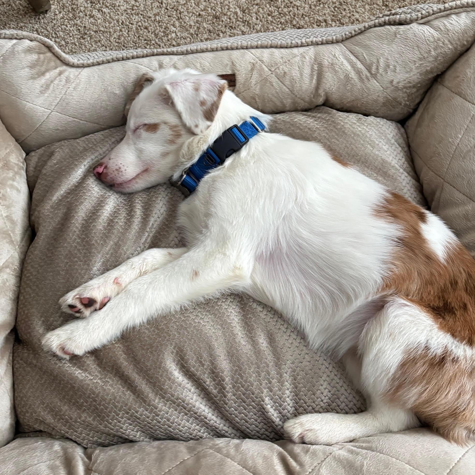 Binx, a ADOPTABLE mixed breed in Media, PA image 2/6