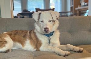 Enlarge Binx, a ADOPTABLE mixed breed in Pittsburgh, PA image 4/4