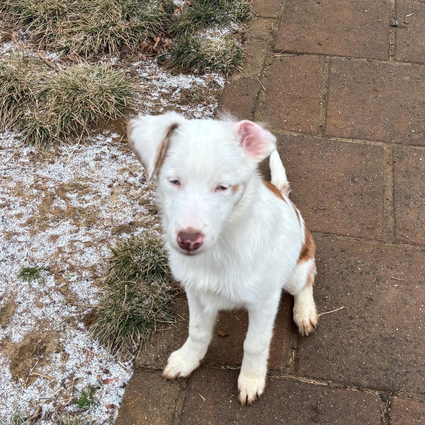 Binx, a ADOPTABLE mixed breed in Media, PA image 3/6