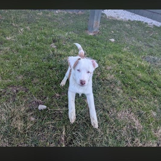 Binx, a ADOPTABLE mixed breed in Media, PA image 6/6