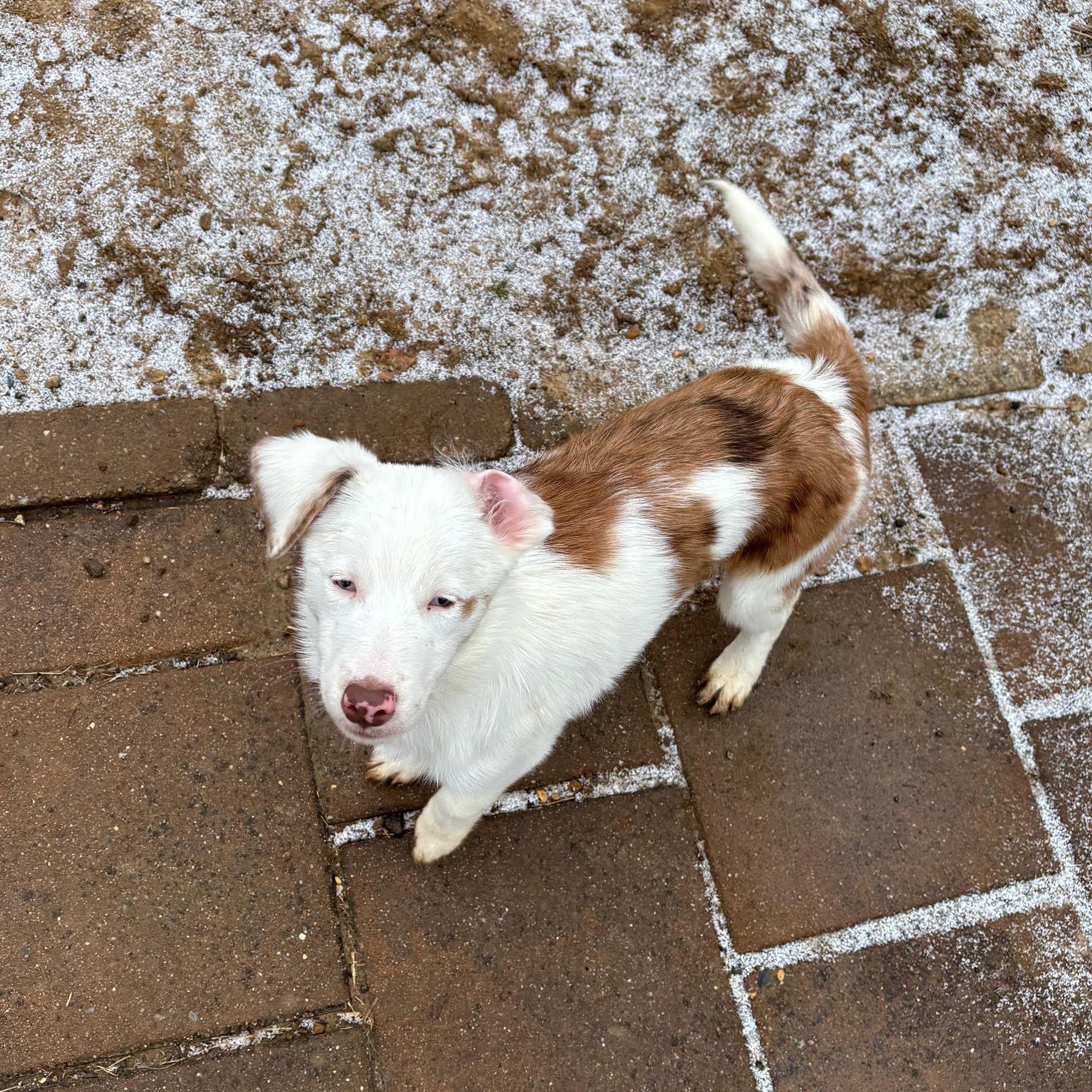 Binx, a ADOPTABLE mixed breed in Media, PA image 4/6