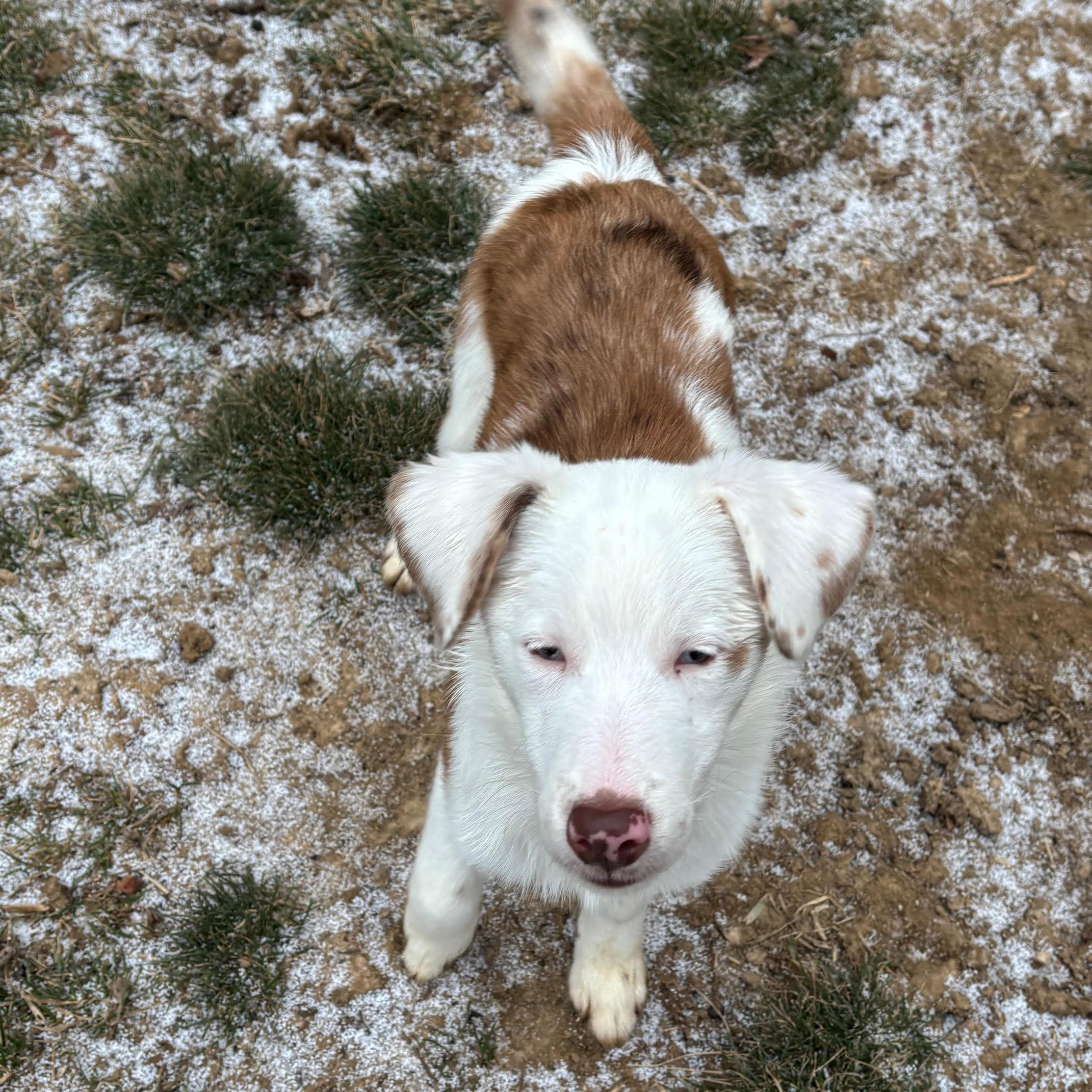 Binx, a ADOPTABLE mixed breed in Media, PA image 1/6