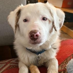 Binx, ADOPTABLE, Puppy Female Australian Shepherd.