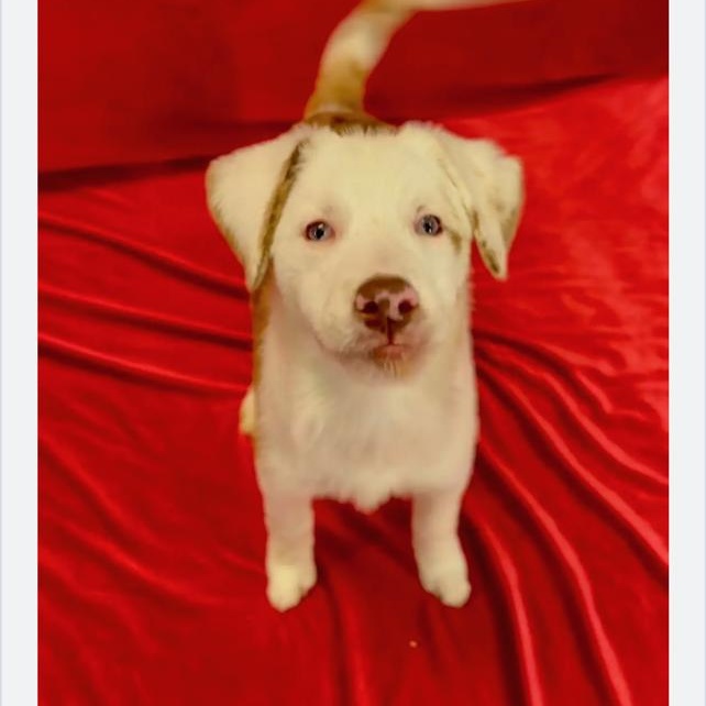 Binx, a ADOPTABLE mixed breed in Media, PA image 5/6