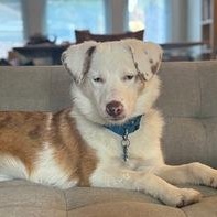 Enlarge Binx, a ADOPTABLE mixed breed in Pittsburgh, PA image 2/4