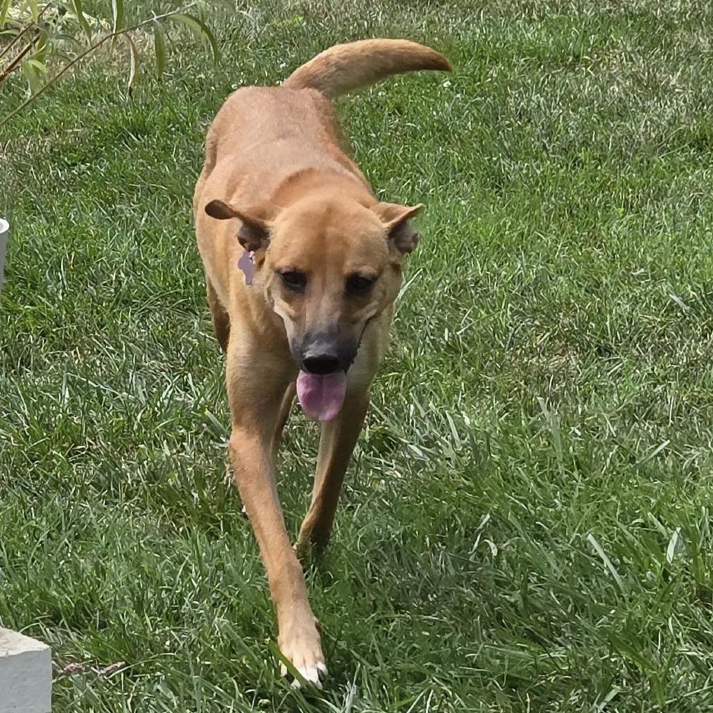 Solana, a Adoptable mixed breed in Olathe, KS image 1/6