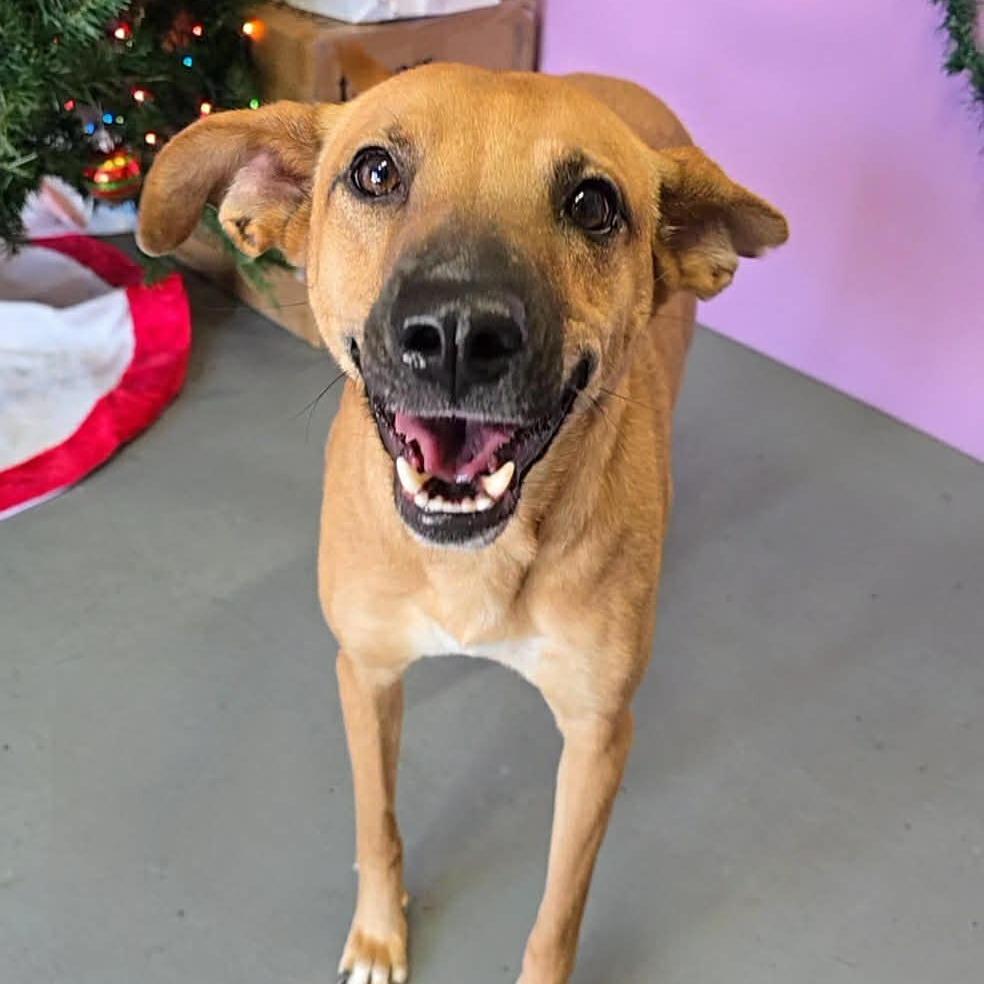 Solana, a Adoptable mixed breed in Olathe, KS image 2/6