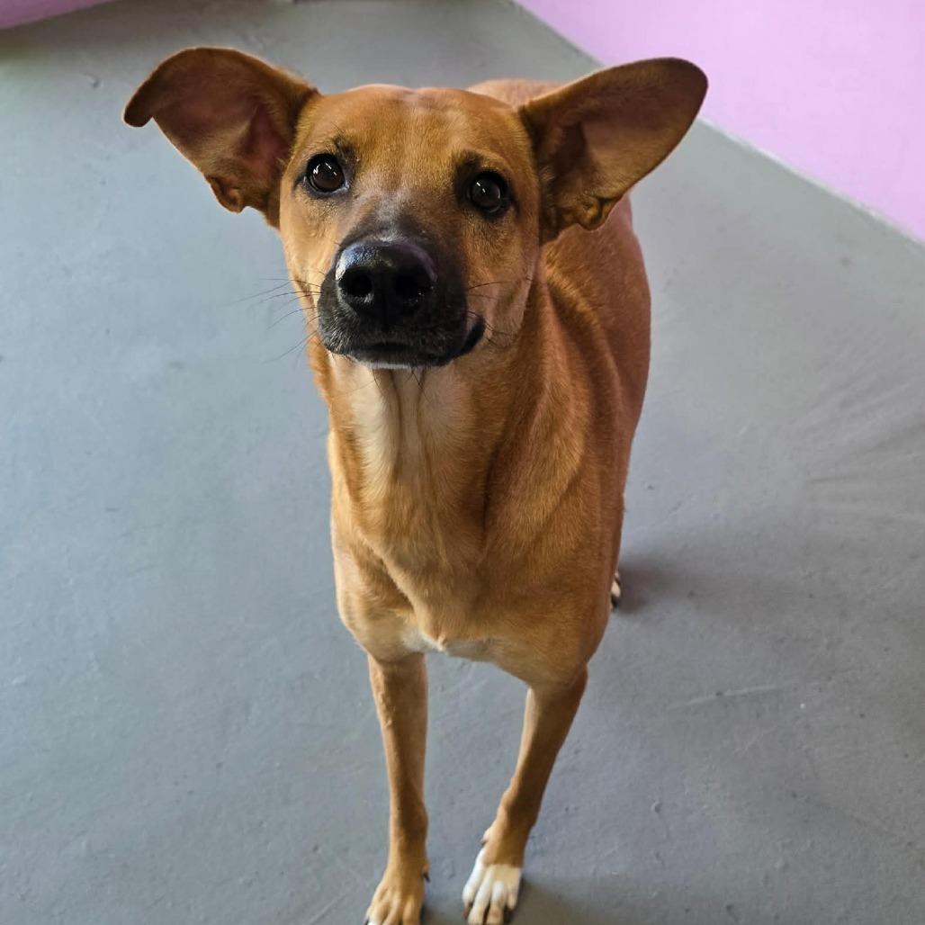 Solana, a Adoptable mixed breed in Olathe, KS image 3/6