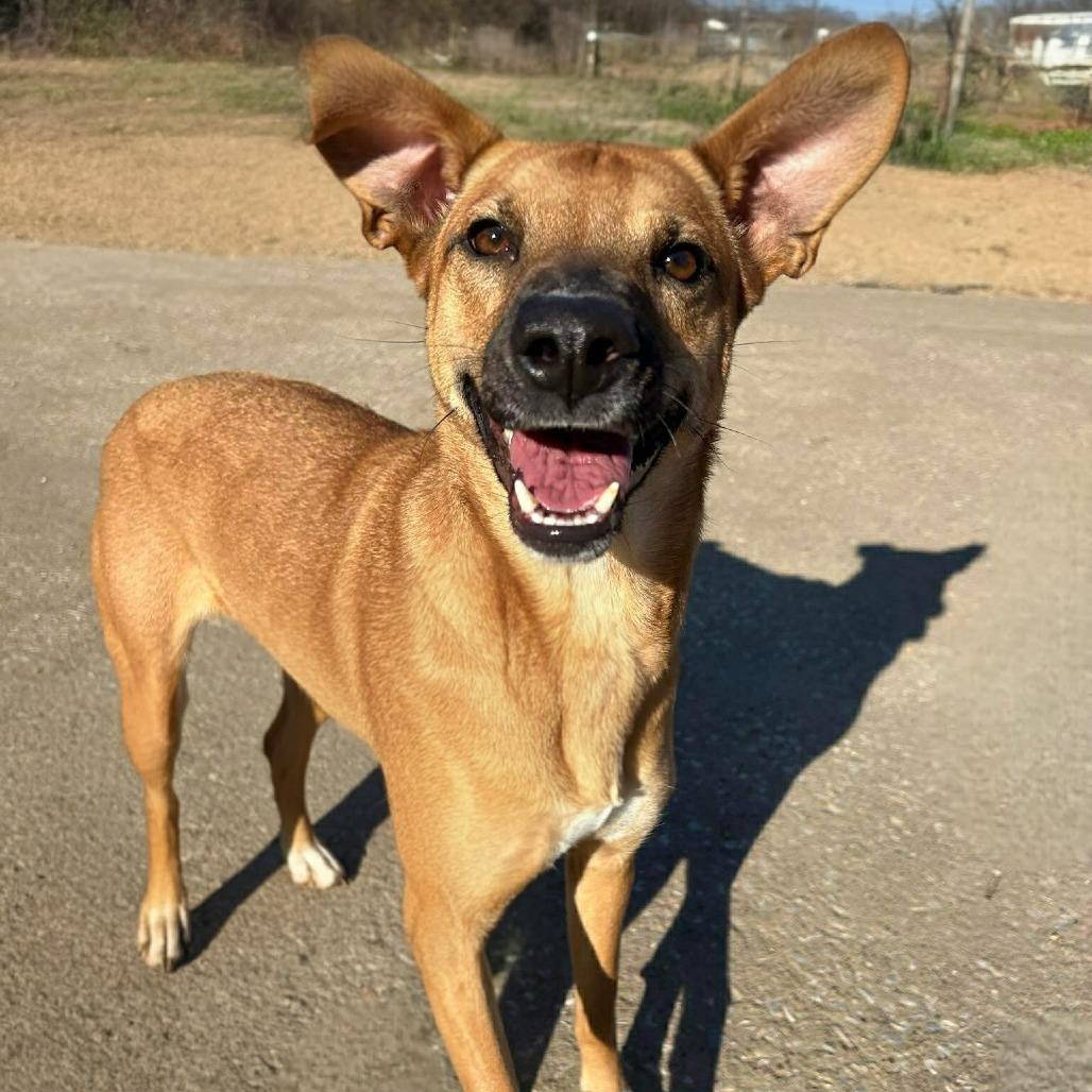 Solana, a Adoptable mixed breed in Olathe, KS image 4/6