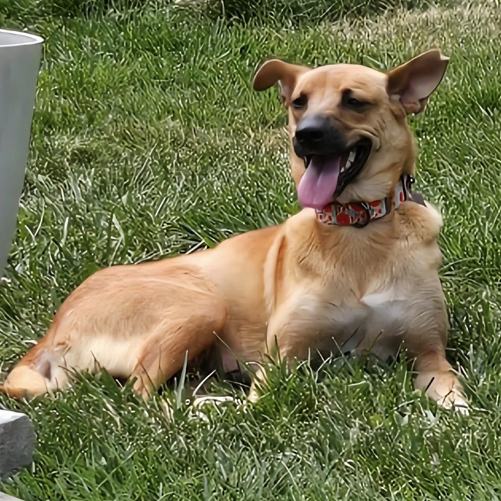 Solana, a Adoptable mixed breed in Olathe, KS image 5/6