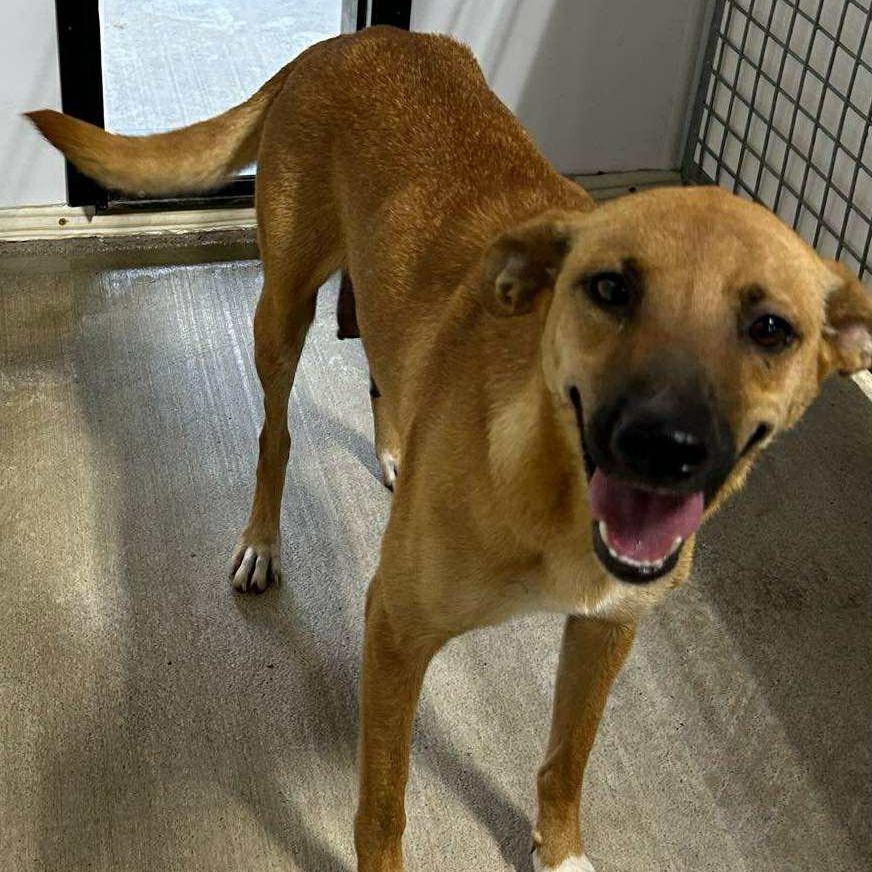 Solana, a Adoptable mixed breed in Olathe, KS image 6/6