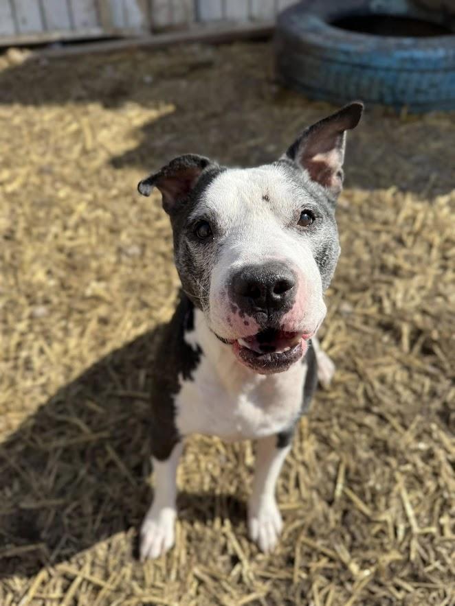 Tiny, Senior Male Pit Bull Terrier
